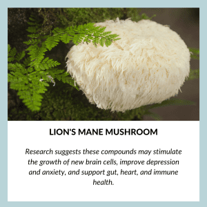 Lion's mane mushroom in Alpha brain Black label